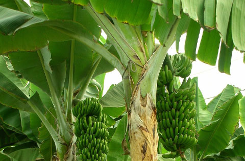 Banana Plantation